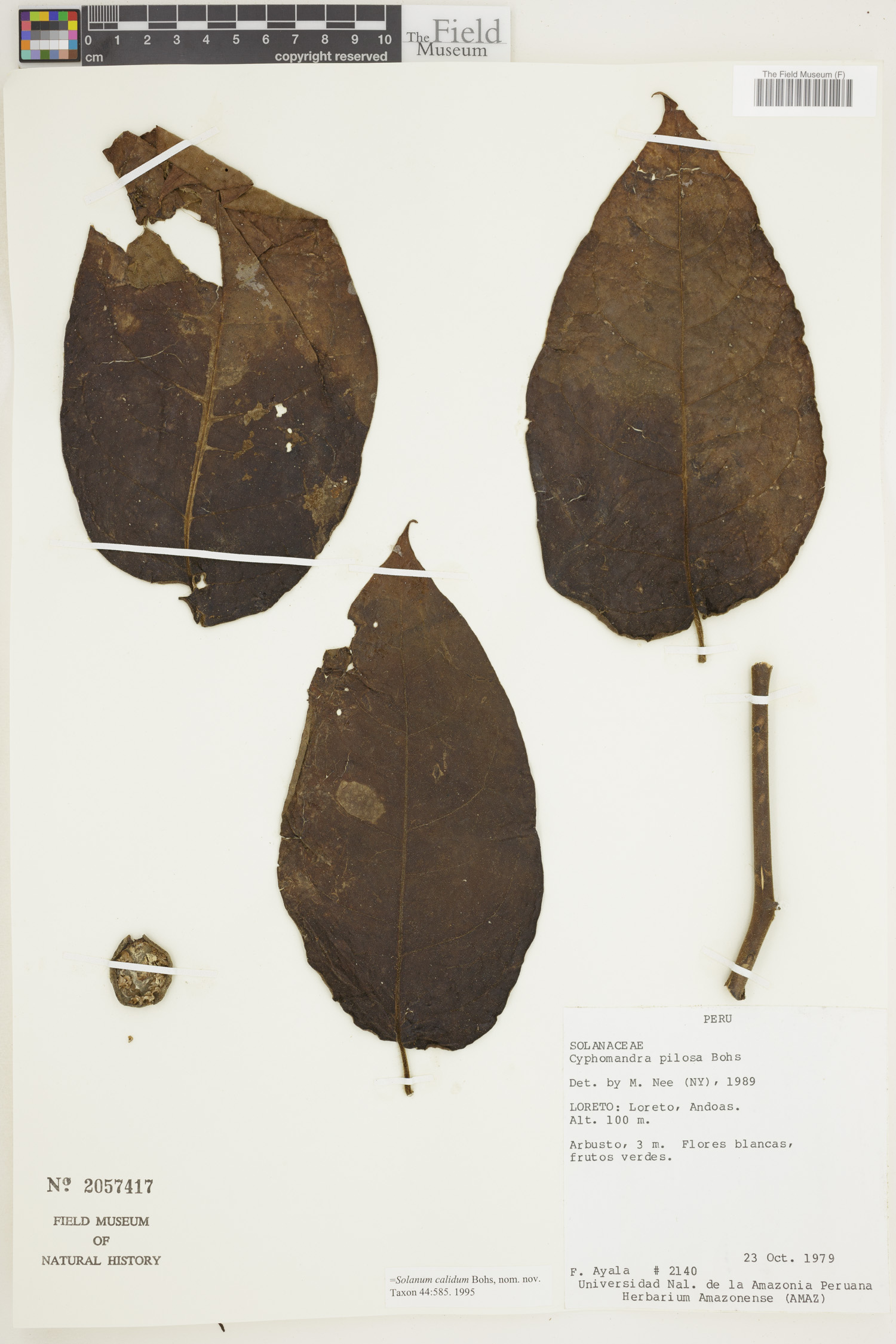 Solanum calidum image