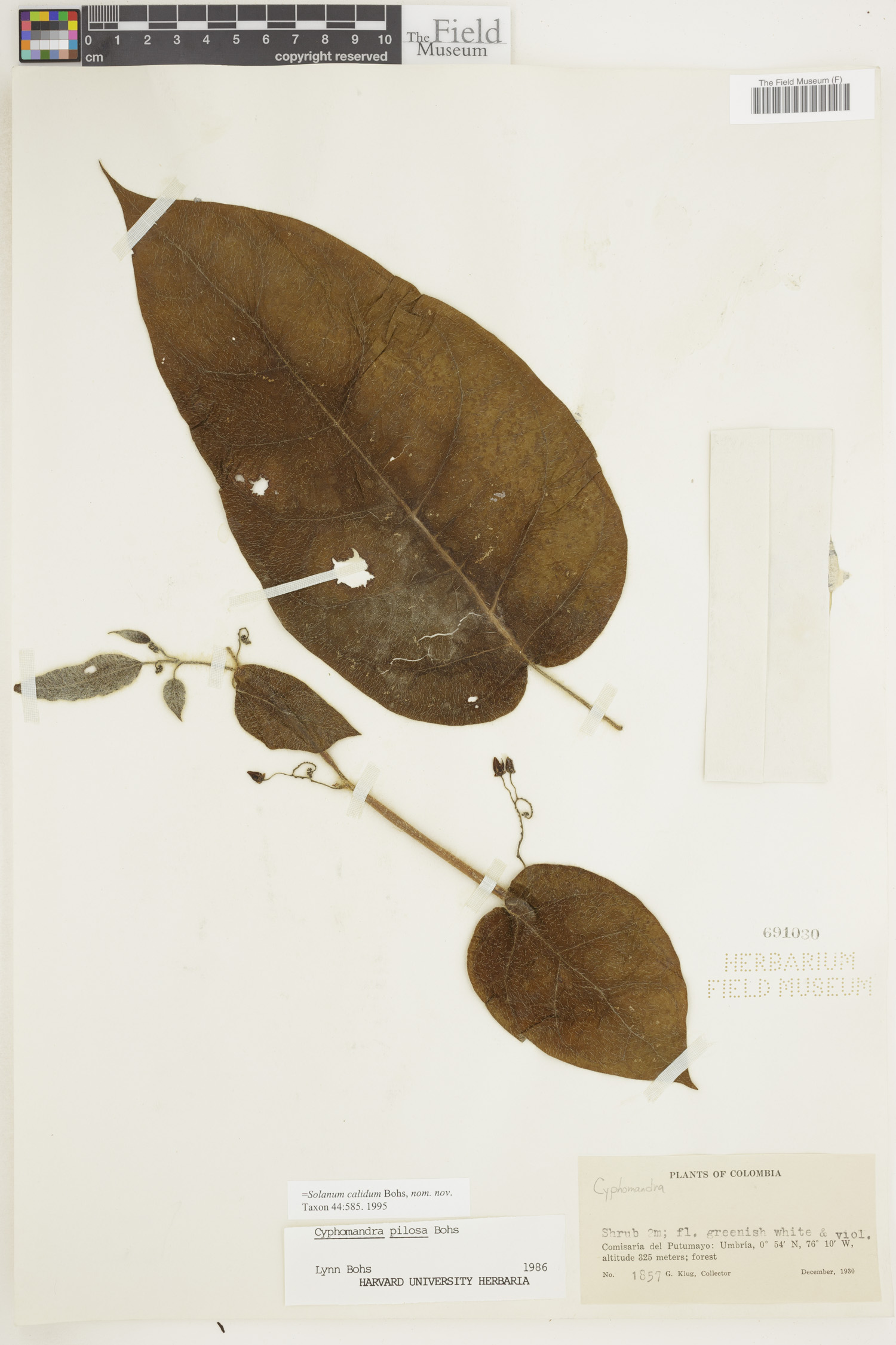 Solanum calidum image