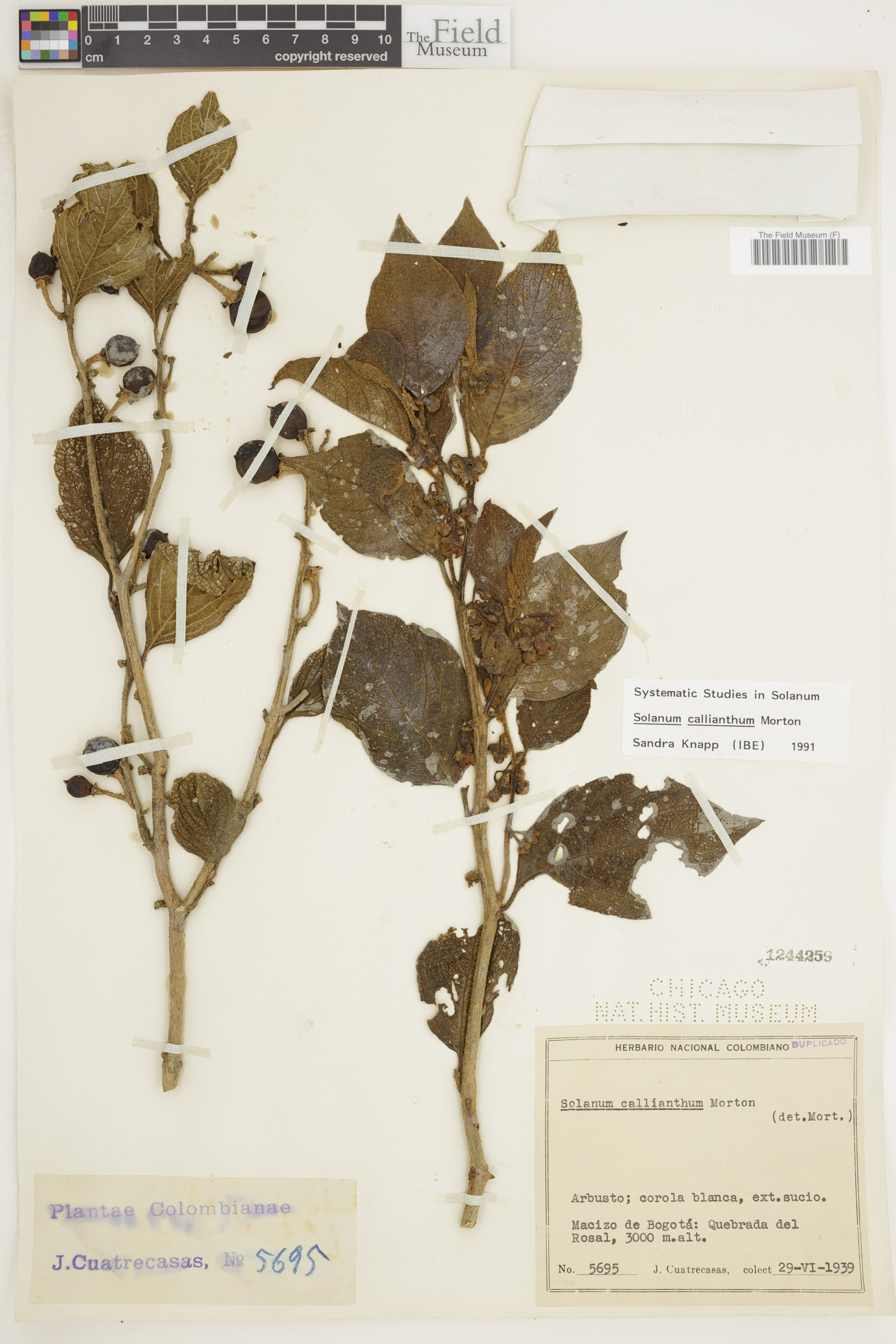 Solanum callianthum image