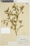 Solanum calophyllum image