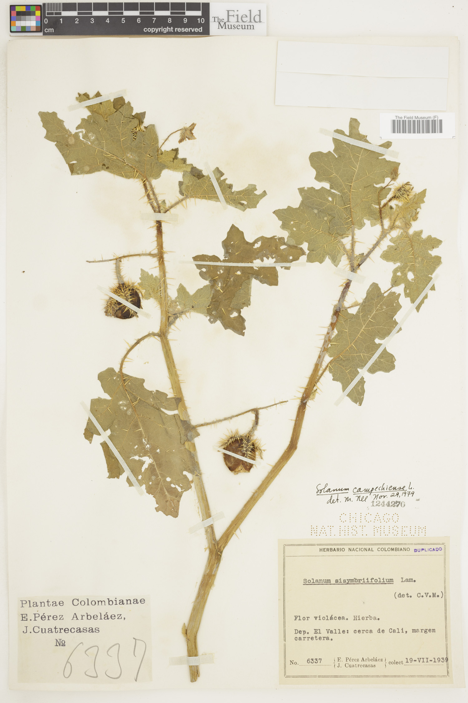 Solanum campechiense image