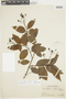 Solanum campaniforme image