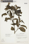 Solanum caricaefolium image