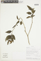 Solanum caricaefolium image