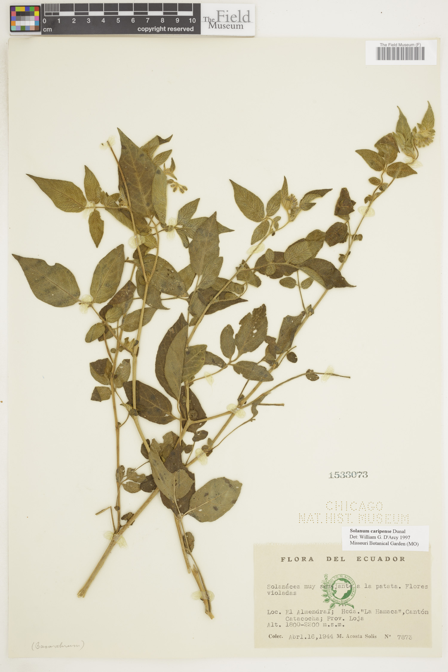 Solanum caripense image