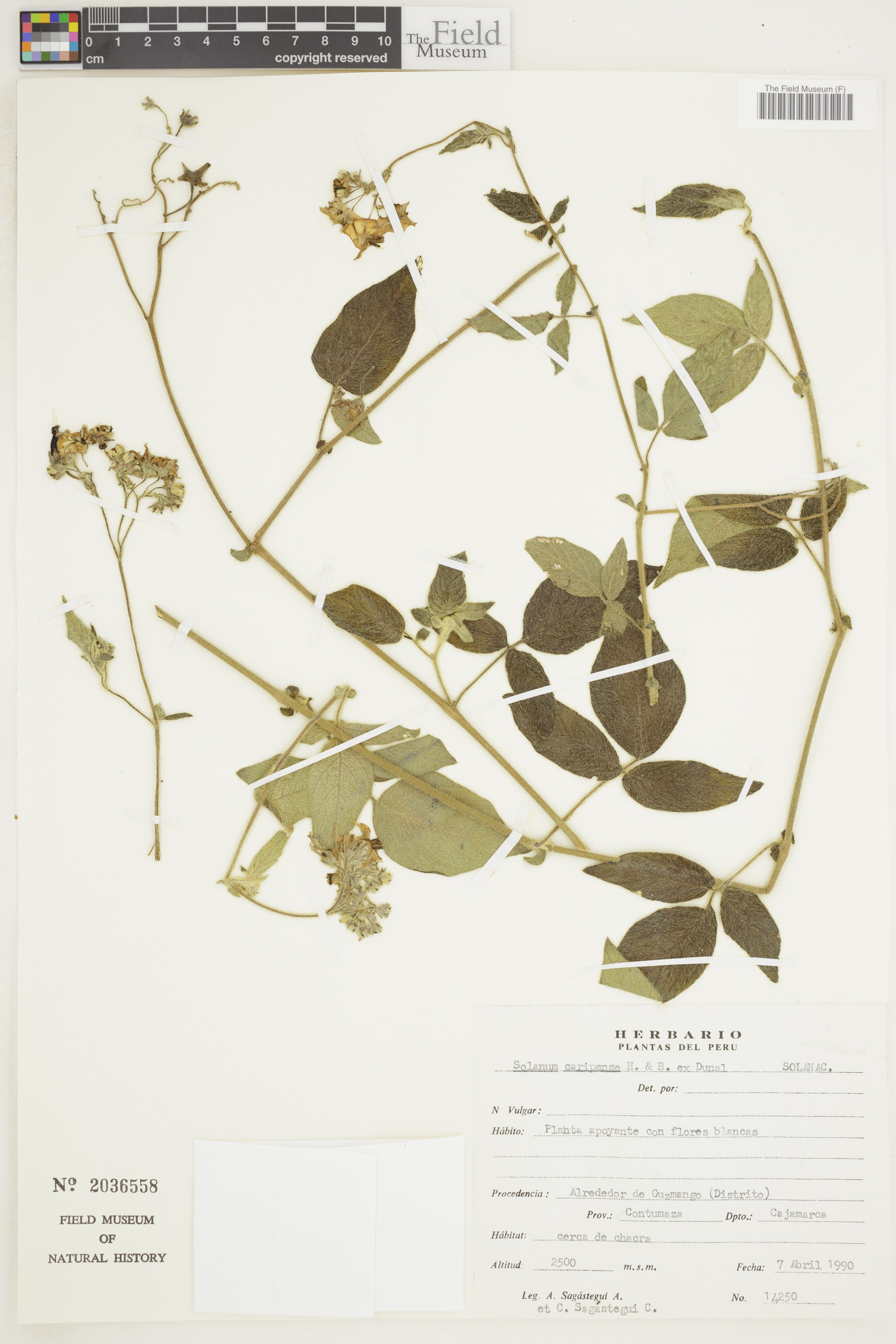 Solanum caripense image