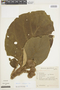 Solanum castaneum image