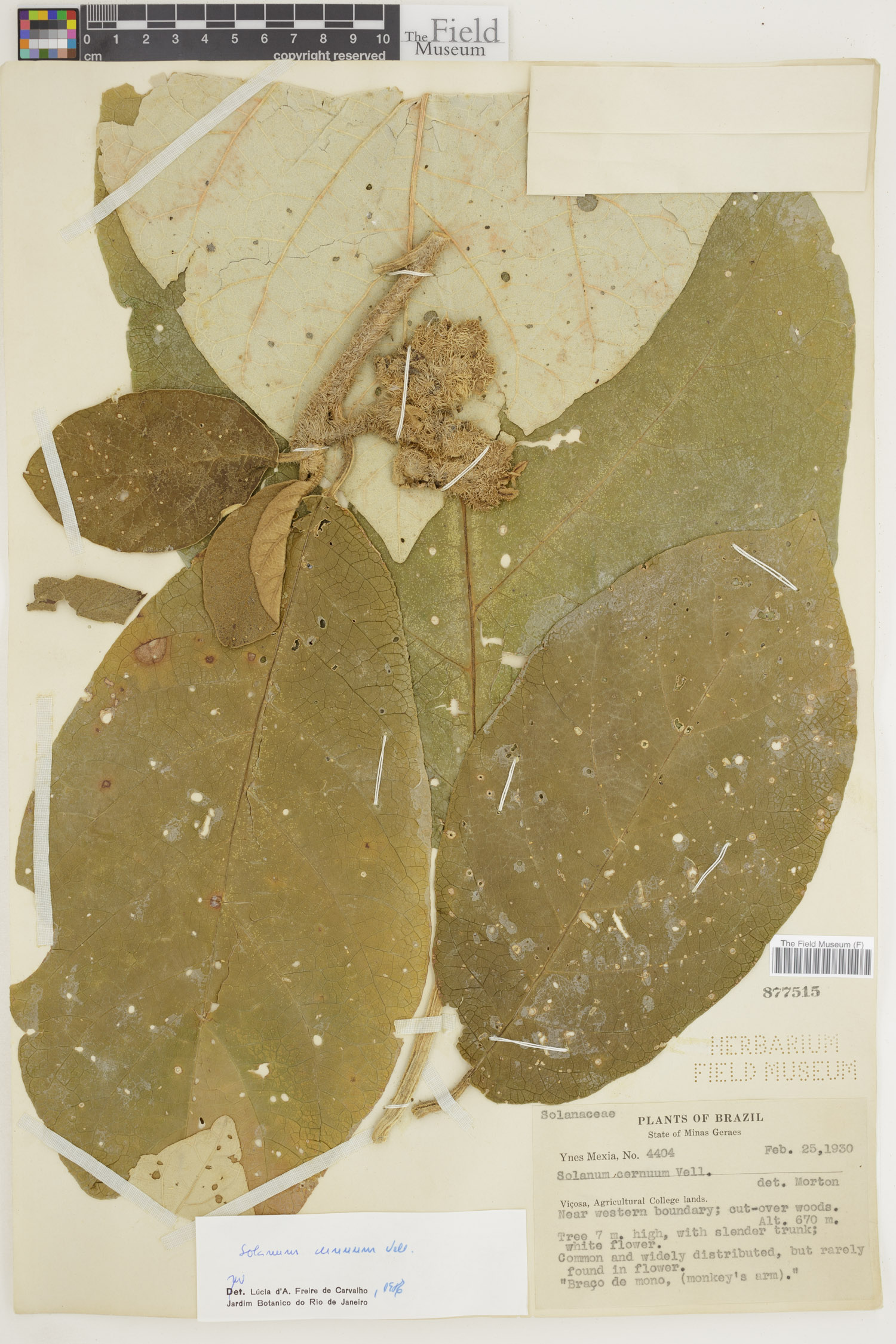 Solanum cernuum image