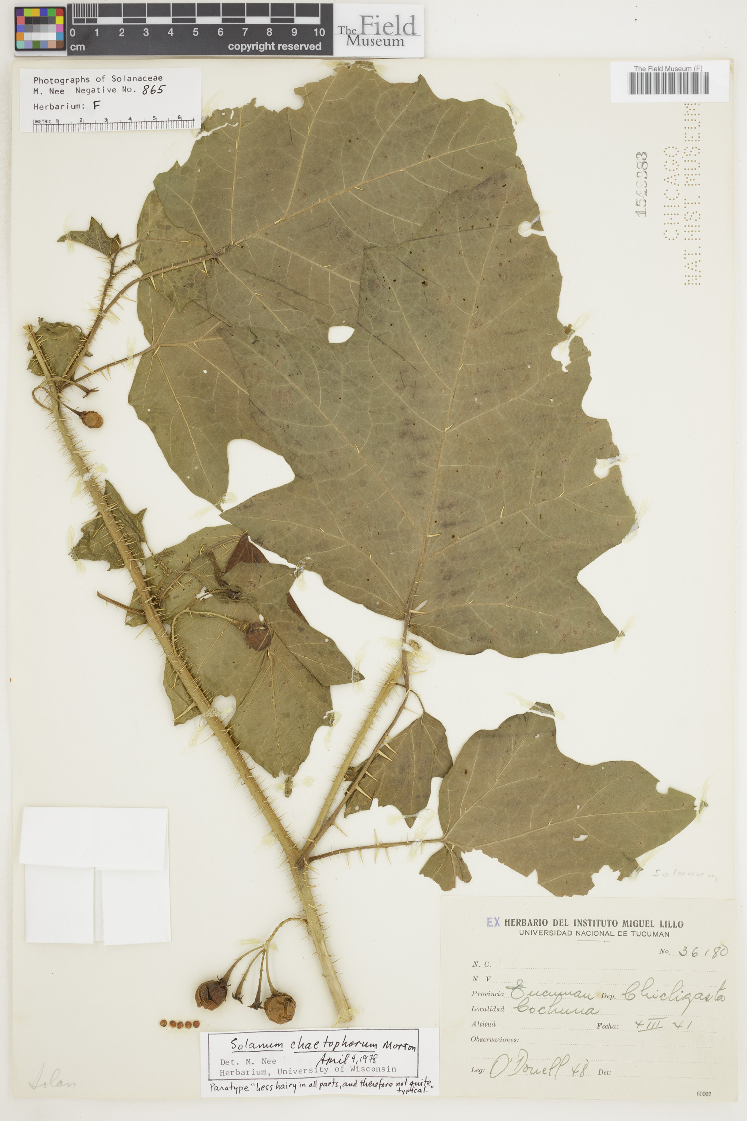 Solanum tenuispinum image