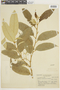 Solanum cinnamomeum image