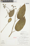 Solanum circinatum image
