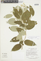 Solanum clathratum image