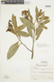 Solanum compressum image