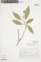 Solanum compressum image