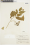Solanum concinnum image
