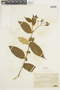 Solanum concinnum image
