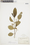 Solanum confertiseriatum image