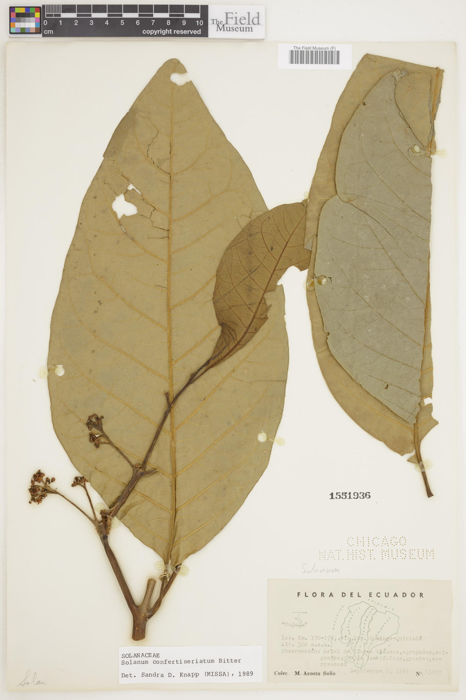 Solanum confertiseriatum image