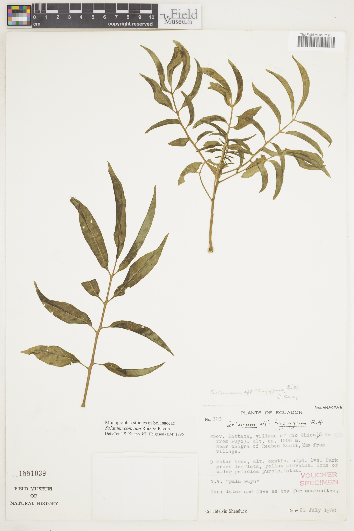 Solanum conicum image