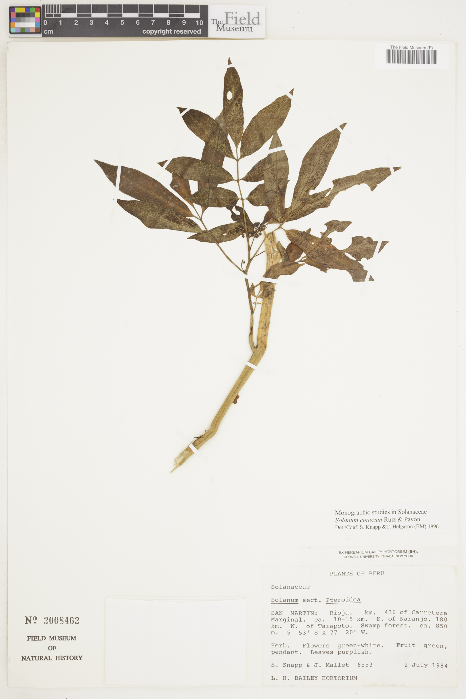 Solanum conicum image