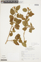 Solanum cordifolium image
