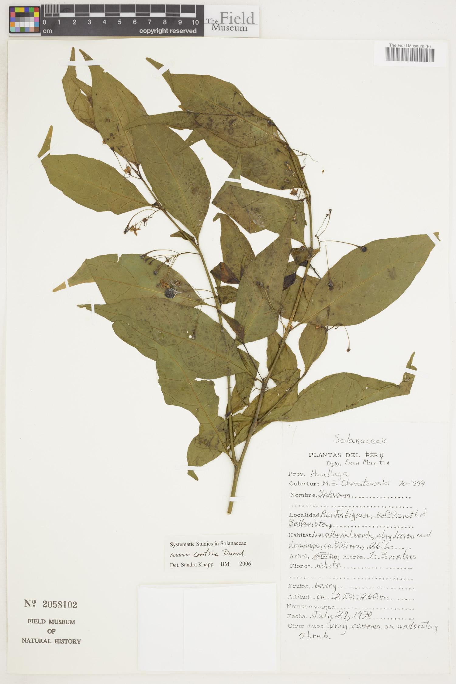 Solanum confine image