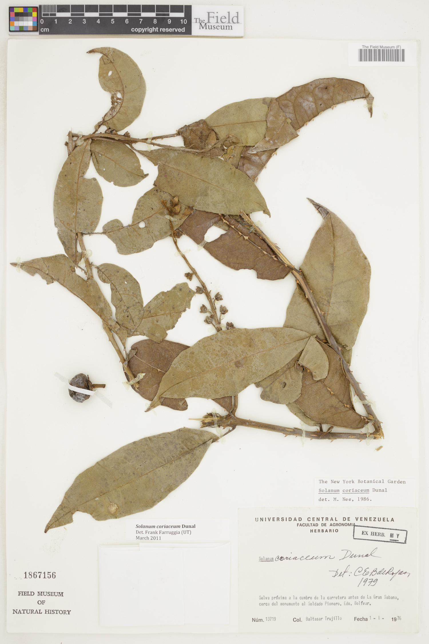Solanum coriaceum image