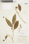 Solanum confusum image