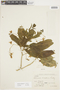Solanum confusum image