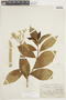 Solanum conglobatum image