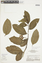 Solanum coriaceum image