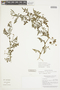 Solanum corneliomulleri image