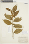 Solanum costatum image