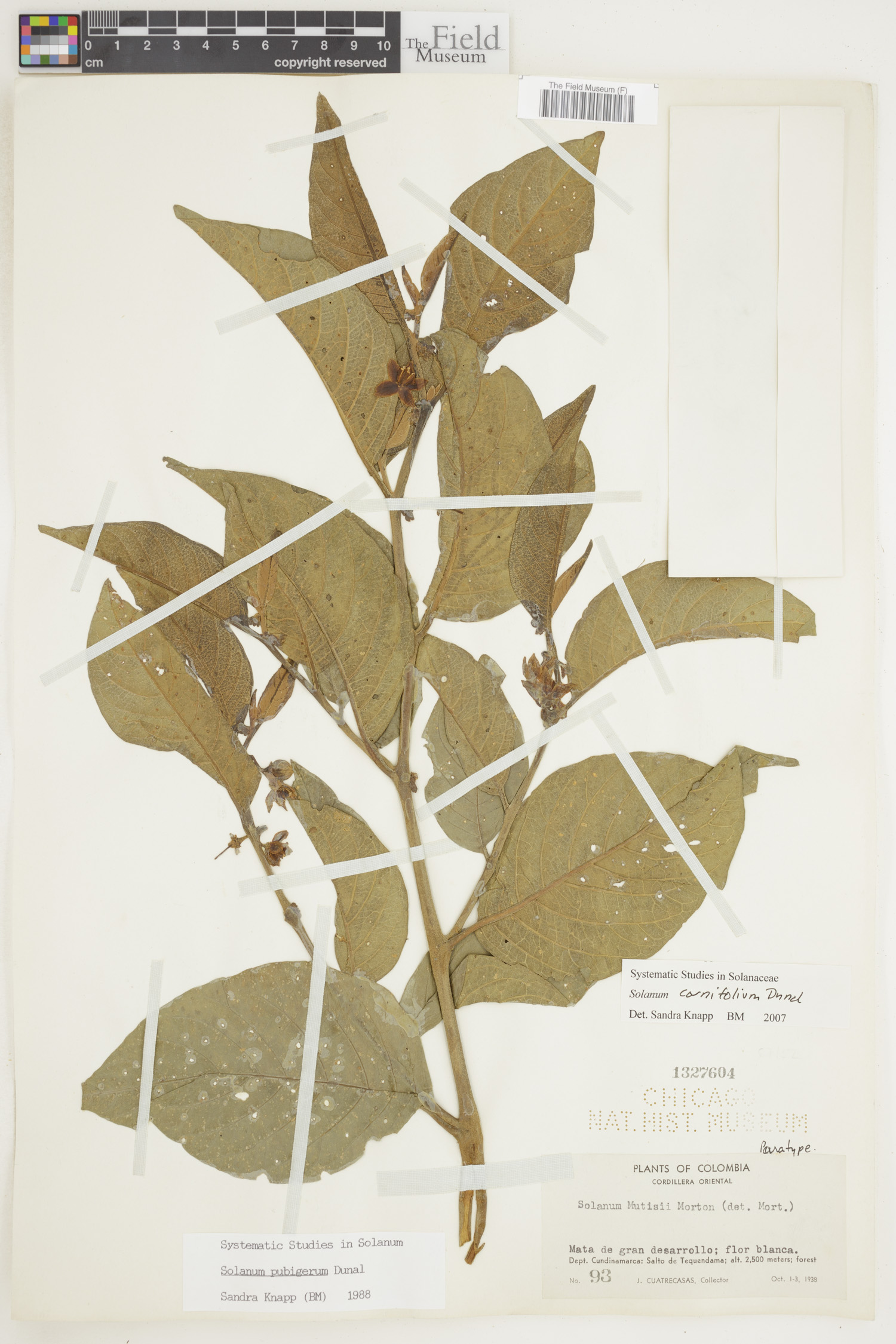 Solanum cornifolium image