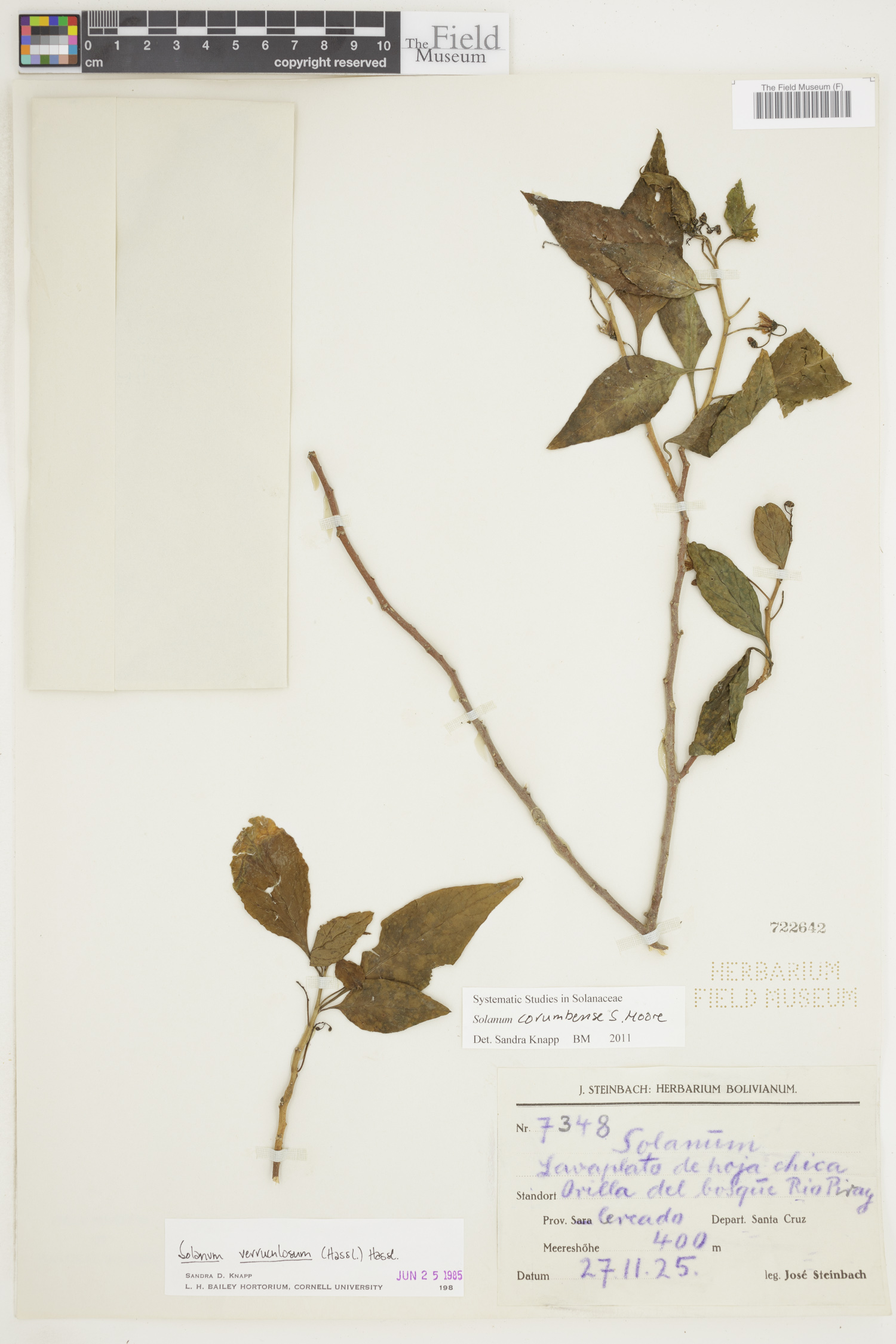 Solanum corumbense image