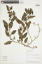 Solanum corymbosum image