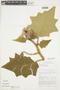 Solanum crinitum image