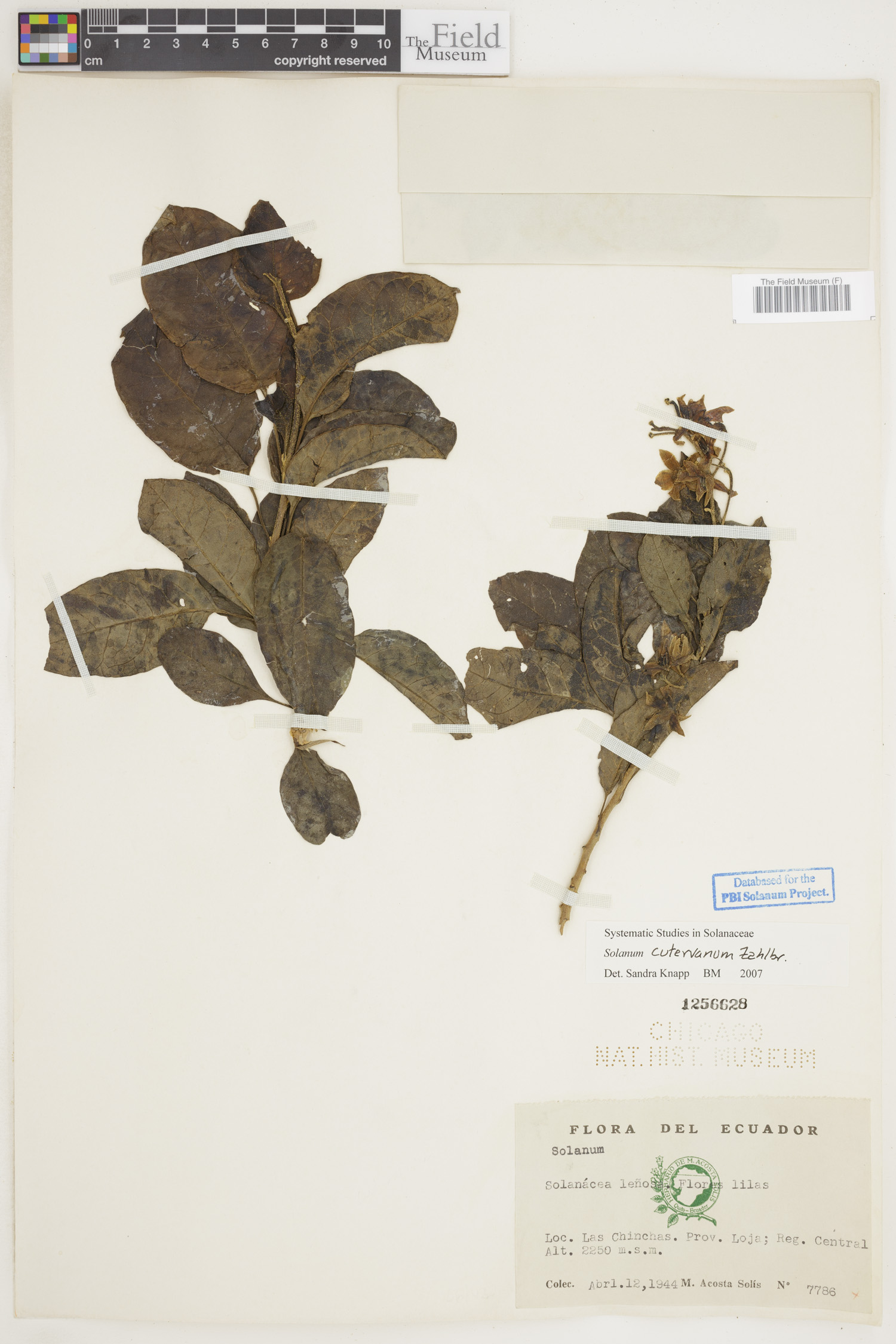Solanum cutervanum image