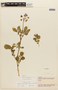 Solanum curtilobum image