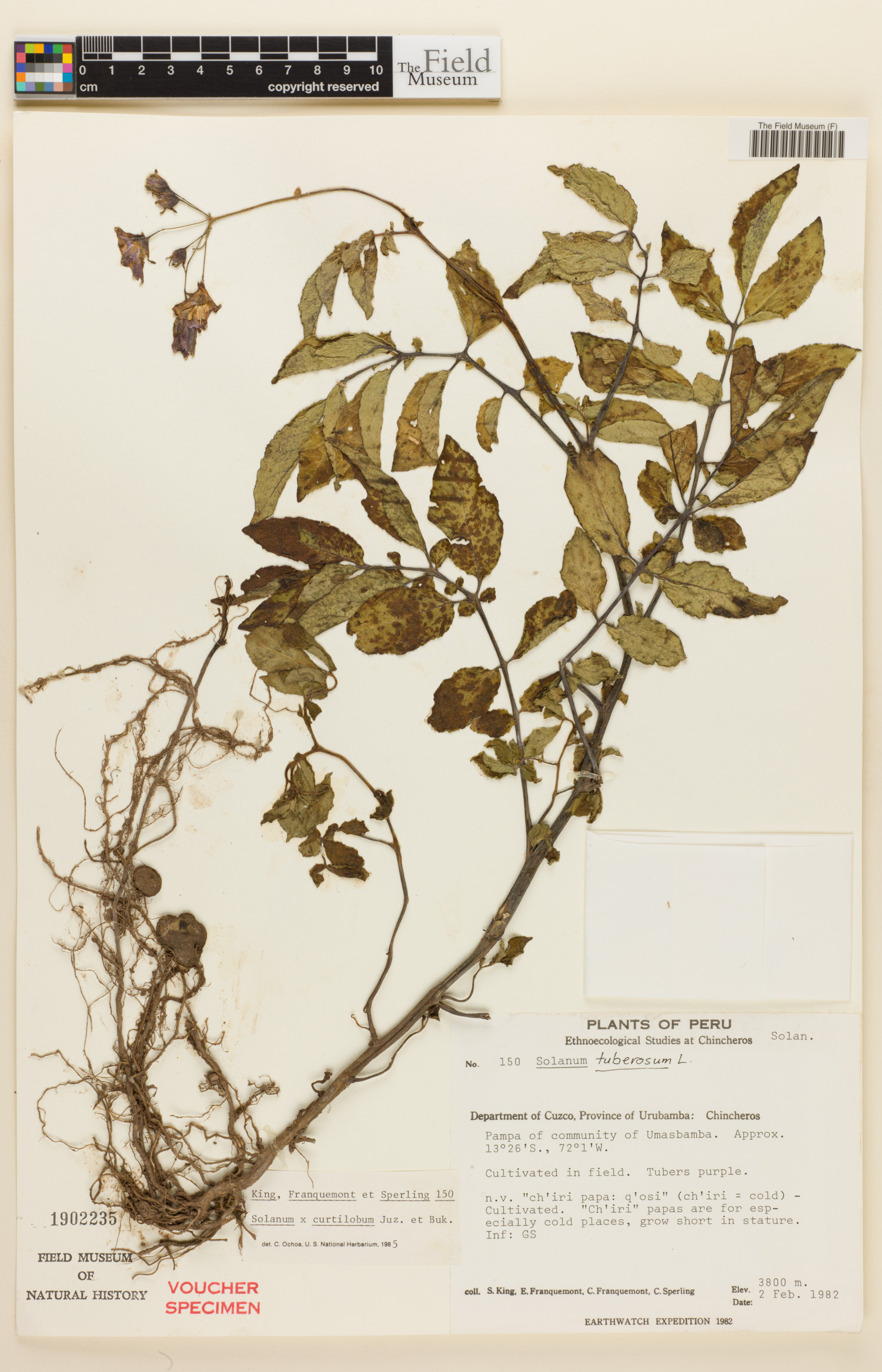 Solanum curtilobum image