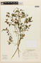 Solanum americanum subsp. americanum image