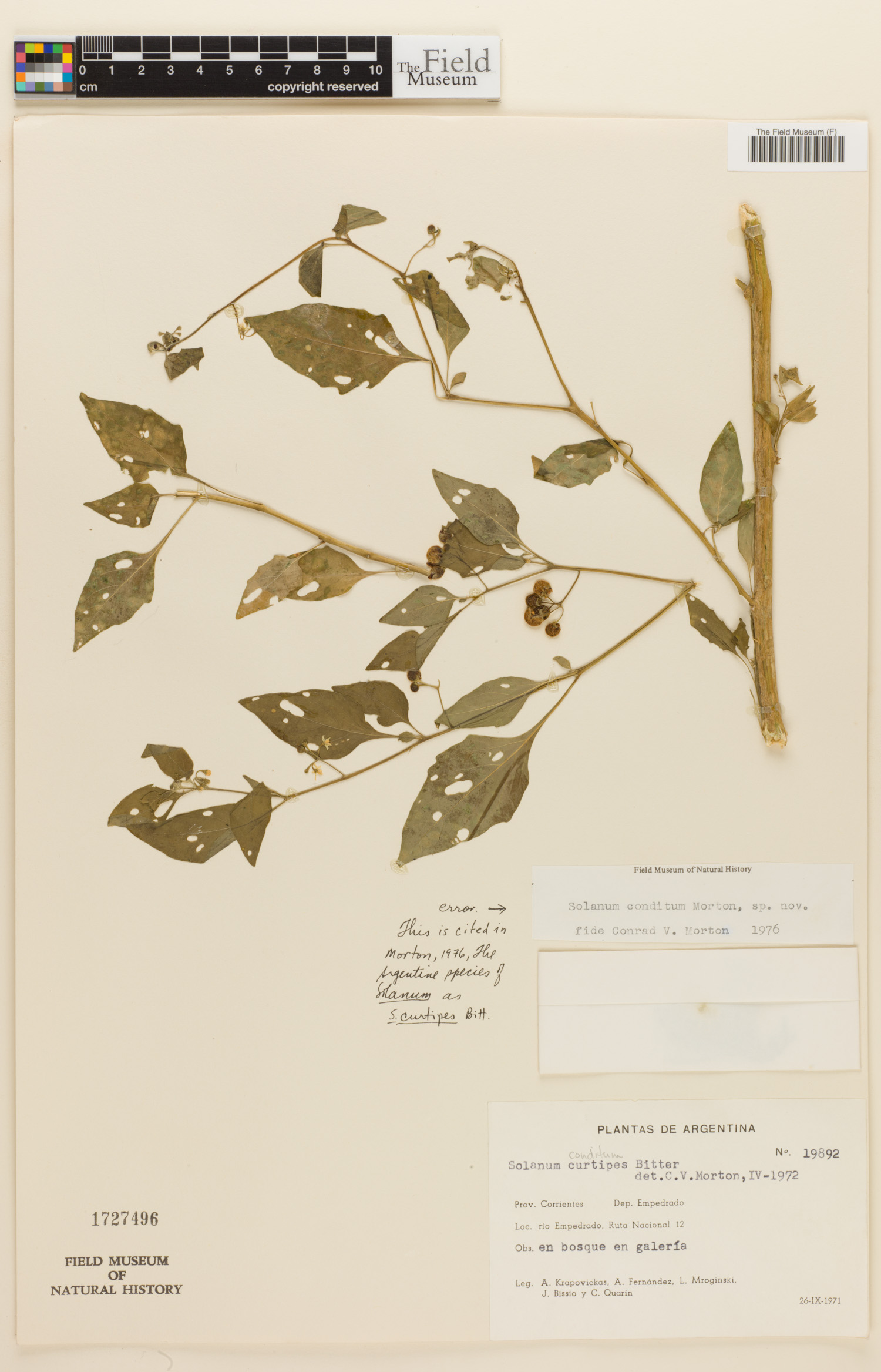 Solanum americanum subsp. americanum image