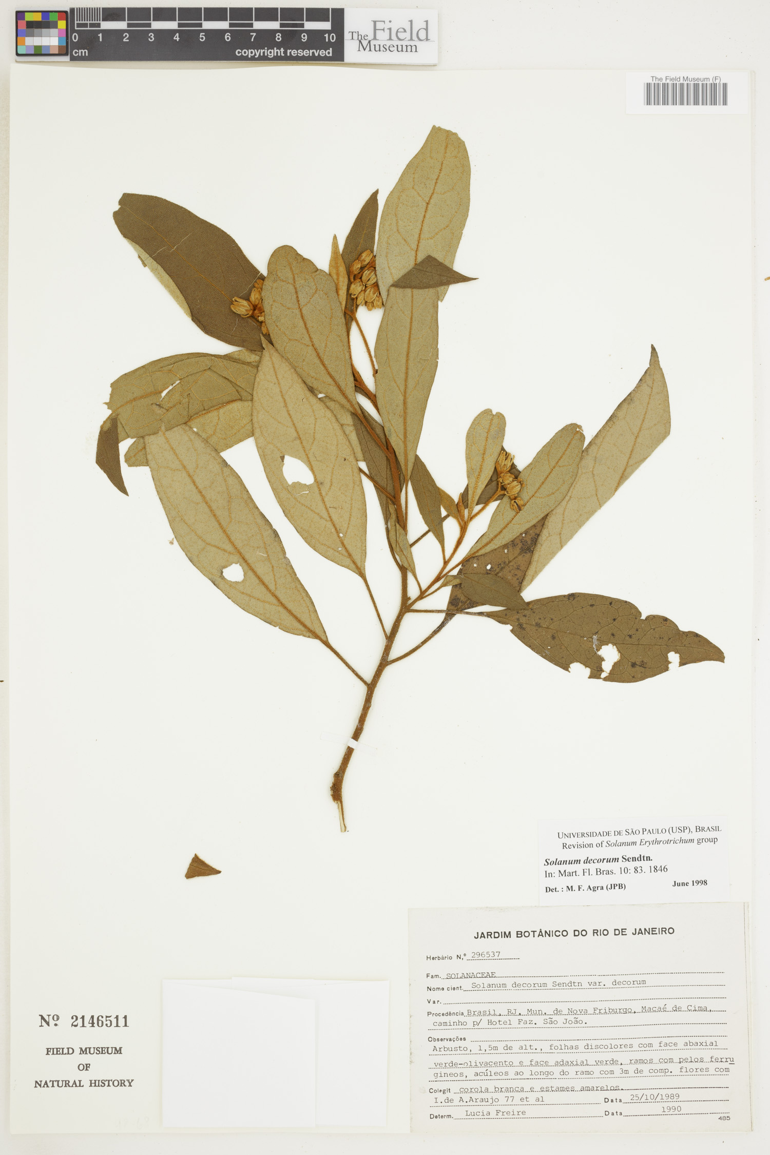 Solanum decorum image