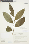 Solanum deflexiflorum image