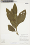 Solanum cyathophorum image