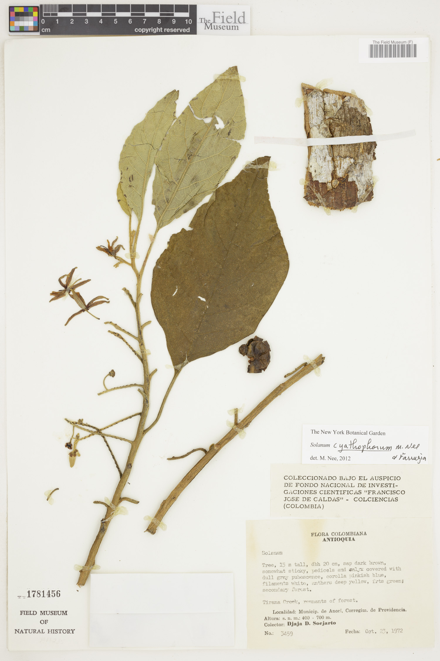 Solanum cyathophorum image