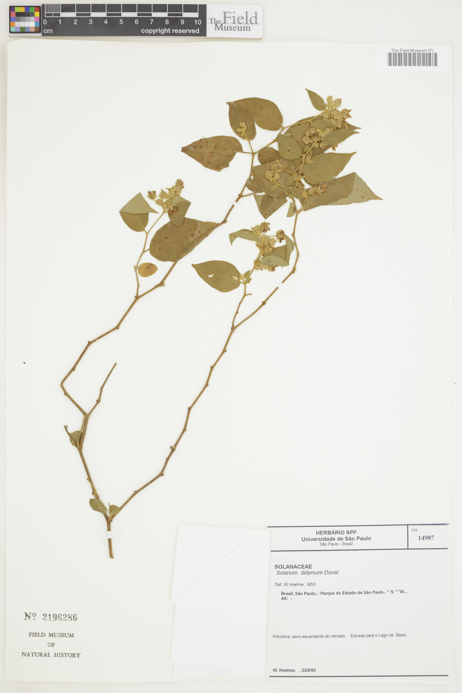 Solanum didymum image