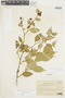 Solanum didymum image