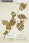 Solanum diversifolium image