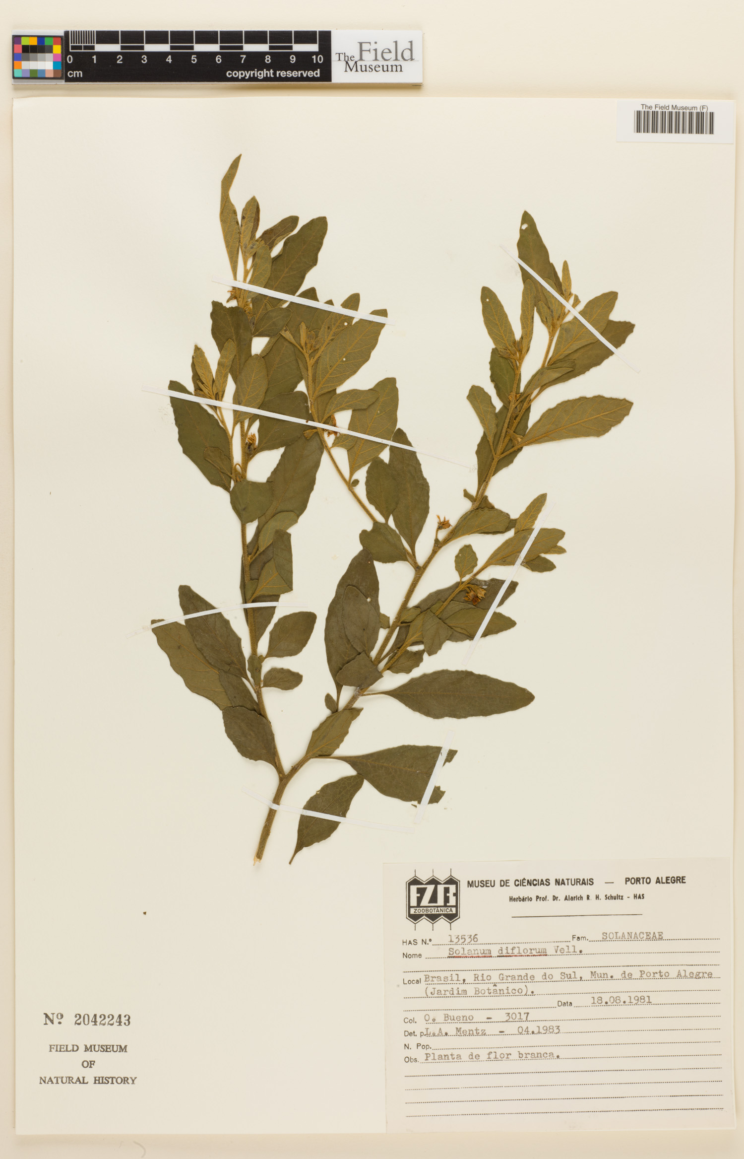 Solanum diflorum image